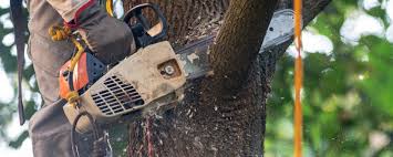 Best Tree Removal Service  in Independence, WI